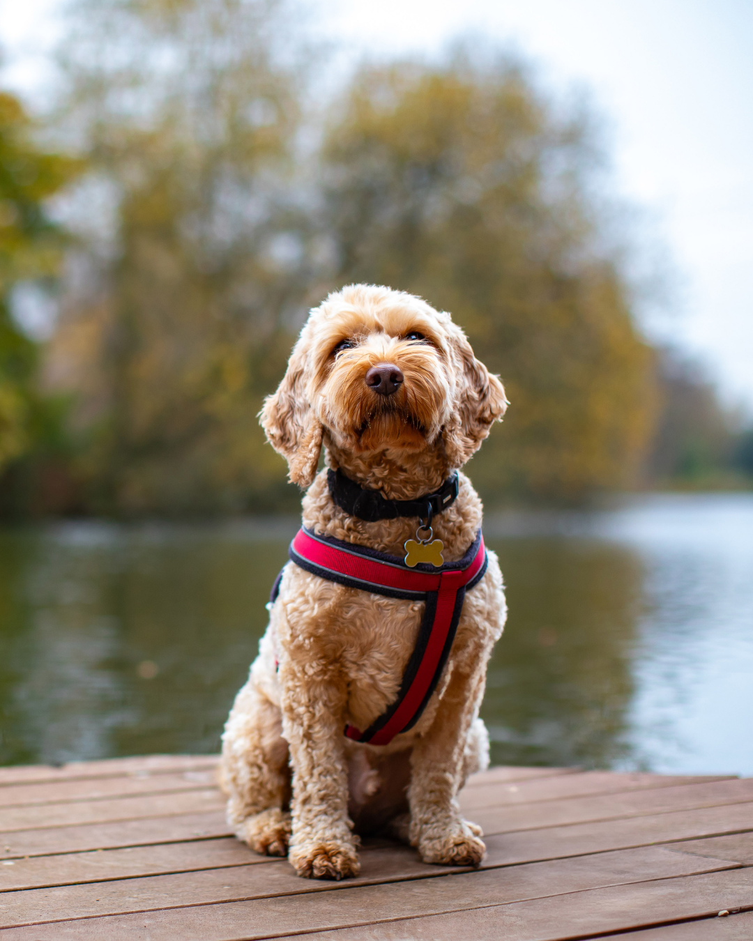 Admiral joins Pet & Equine Insurance Association